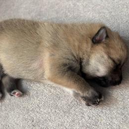Boy 1 - Cream male Companion Cross puppy in Indian Springs, Nevada from Spinner puppies