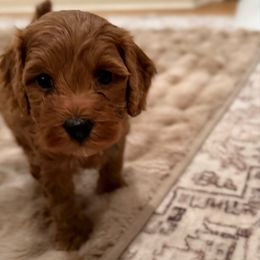 Ginger (grey collar) - Red female Cockapoo puppy in Strasburg, Pennsylvania from Brook Valley Cockapoos