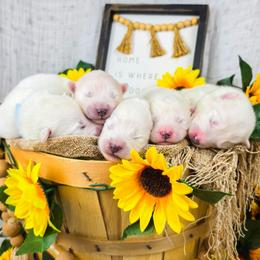 Samoyed puppies from Rocky Mountain Samoyeds