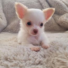 Phoenix - White male Chihuahua puppy in Space Coast, Florida from ChibiChi
