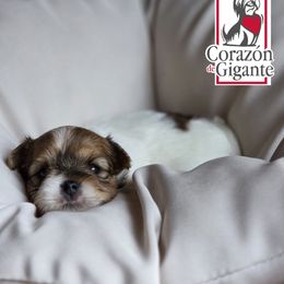 Merlina - Tan and white female Yorkshire Terrier puppy in California from Corazon de gigante