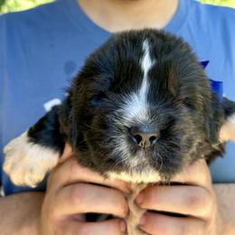 Newfoundland Puppies from Black Lions Newfoundlands