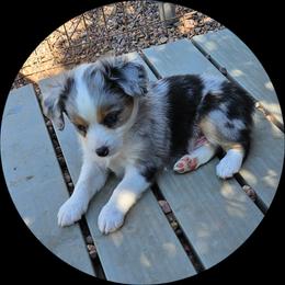 Blue - Blue merle male Toy Australian Shepherd puppy in Snowflake, Arizona from Halfpint Aussies