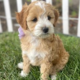 Opal - Apricot Goldendoodle puppy in Utah from You Are My Sunshine Doodle