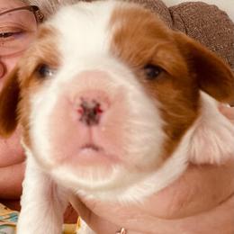 Becky - Blenheim female Cavalier King Charles Spaniel puppy in Toledo, Ohio from Hopewell Cavaliers