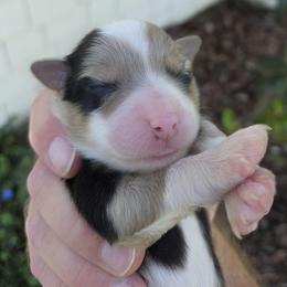 Maizie - Blue merle female Australian Shepherd puppy in Anthony, Florida from Out of the Blue Aussies