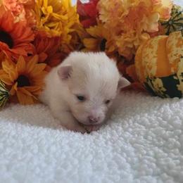 Pomeranian Puppies from Mckee's Pomeranians