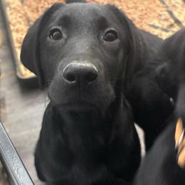 George - Black male Labrador Retriever puppy in Menifee, California from Dioscuri Kennel