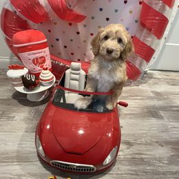 Australian Labradoodle Puppies from Little Kingdom Doodles