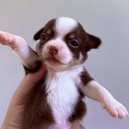 Hershey - Chocolate and white male Chihuahua puppy in Massachusetts, Massachusetts from Boston Chi Chis