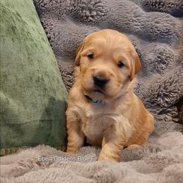 Blue collar - Golden female Golden Retriever puppy in Saint Helens, Oregon from Ebert Golden Retrievers & Pugs