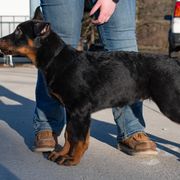 Beauceron Puppies from Beaucerons Des Vents