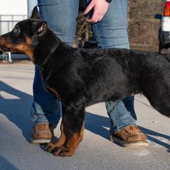 Beauceron Puppies from Beaucerons Des Vents
