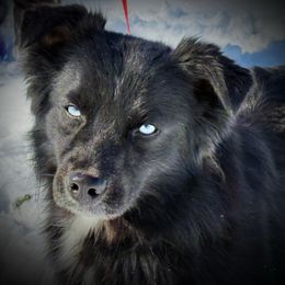 Icon - Miniature Australian Shepherd