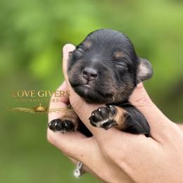 AKC Black and Silver-Tan Boy - Black and silver male Miniature Schnauzer puppy in Lake Placid, Florida from Love Giver Schnauzers