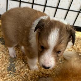 Purple - White and sable female Shetland Sheepdog puppy in Fontanelle, Iowa from Jensen Farms Shelties