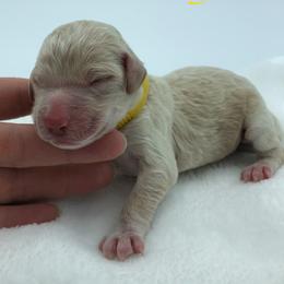 Bernedoodle and Goldendoodle Puppies from Bailey Mountain Doodles
