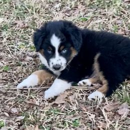 Rodeo - Black tri Miniature American Shepherd puppy in Harmony, North Carolina from Carolina Pride Aussies