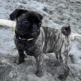Pug Puppies from A Grumble of Love Kennels