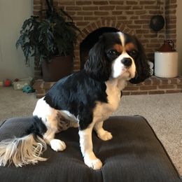 Cavalier King Charles Spaniel Puppies from Mapleview Cavalier King Charles Spaniels