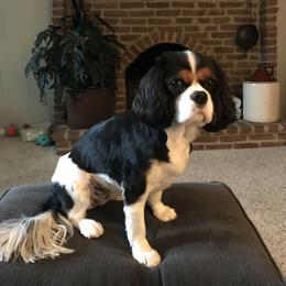 Cavalier King Charles Spaniel Puppies from Mapleview Cavalier King Charles Spaniels