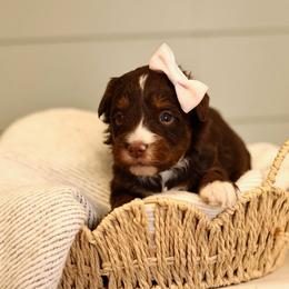 Chocolate - female Australian Mountain Doodle puppy in Spanish Fork, Utah from Little Puppy Co.