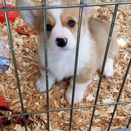 Pembroke Welsh Corgi Puppies from Anlen Pembroke Welsh Corgis