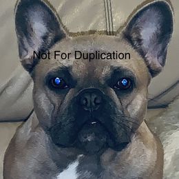 Mouse  - French Bulldog