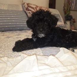 Dachshund and Yorkipoo Puppies from Tiny Paws Dachshund & Yorkie Breeder