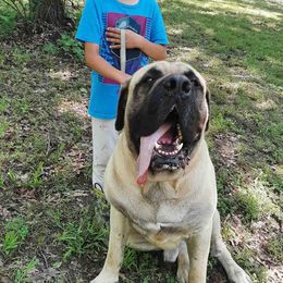 AKC PUP 550 - Fawn Mastiff puppy in Ava, Missouri from Ozark Mountain Mastiffs