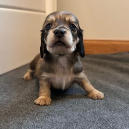 Fig - Cream female Dachshund puppy in Woodville, Wisconsin from Dairyland Dachshunds