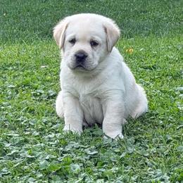 Boy 1 - Yellow male Labrador Retriever puppy in Hoosick Falls, New York from Findaway Labradors