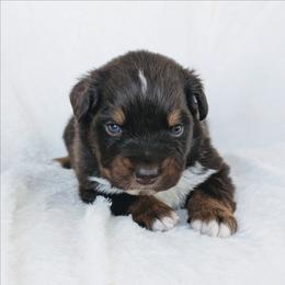 Boy 3 - Red tri-color male Australian Shepherd puppy in Yakima, Washington from Naches Heights Ranch