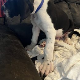 Great Dane Puppies from Blackmon Family Danes