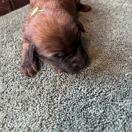 Girl 1 - female Soft Coated Wheaten Terrier puppy in Cody, Wyoming from Yellowstone Breeders