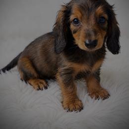 Rufus - Red male Dachshund puppy in Fredricktown, Missouri from Ivy Cream Dachshunds