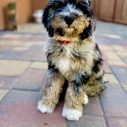Bernedoodle Puppies from Starlight Bernedoodles