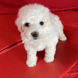 Rose - Green Collar - White female Bichon Frise puppy in 63101 (St. Louis Metro Area), Missouri from BichonSTL
