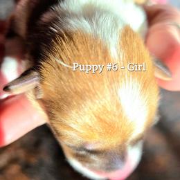 Puppy 6 - Fawn female Pembroke Welsh Corgi puppy in Buffalo, Wyoming from Diamond K Corgis