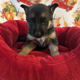 Grady - Black and red male German Shepherd puppy in Whitewater, California from Vom Haus Metzler Shepherds