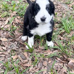 Light blue collar - Black and white male Aussiedoodle puppy in Melrose, Florida from Howdilly Doodley