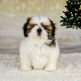 Shih Tzu Puppies from The Shih Tzu Life