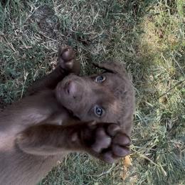 Chesapeake Bay Retriever Puppies from Cedar Ridge Chessies