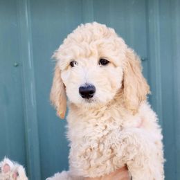Boy 5 - Bernedoodle puppy in Bend, Oregon from Bella Ridge Farms & Dapper Doodles