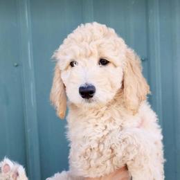 Boy 5 - Bernedoodle puppy in Bend, Oregon from Bella Ridge Farms & Dapper Doodles