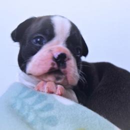 Baby Otis - Black and white male Boston Terrier puppy in Kingsport, Tennessee from Sleepwalker Bostons