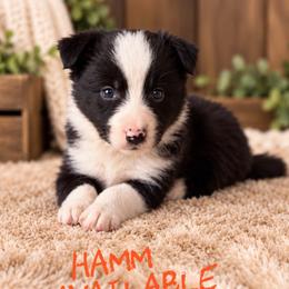 Hamm - Black male Border Collie puppy in Sanger, California from Flying M Cactus Ranch Buddies
