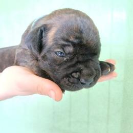 Baby blue - Black brindle male Cane Corso puppy in Los Lunas, New Mexico from Top Gun Kennels NM