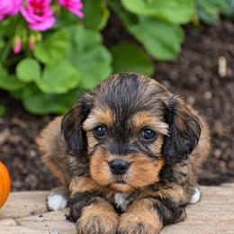 Anna - Black and tan female Cavapoo puppy in Gap, Pennsylvania from Country View Puppies ( License 18816)