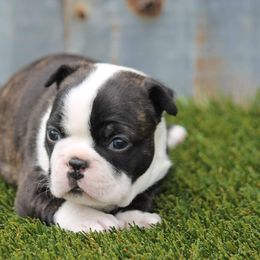 Boston Terrier Puppies from Bonze Boston Terriers